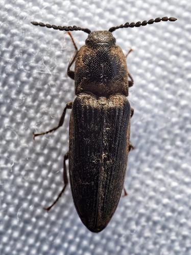 Cidnopus pilosus
