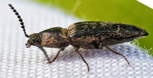 Cidnopus pilosus