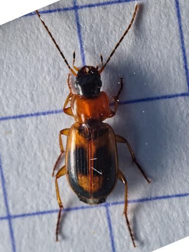 Badister bullatus