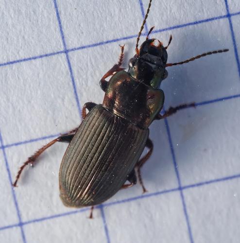 Réf. 323 077 : Harpalus distinguendus