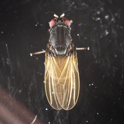 Réf. 323 191 : Minettia longipennis