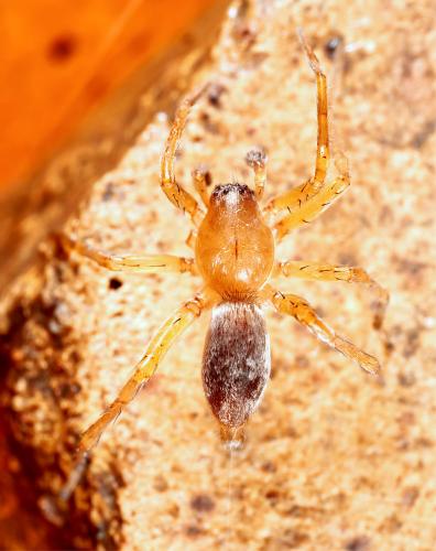 Réf. 323 013 : Clubiona terrestris