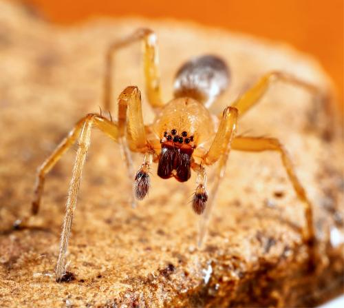 Réf. 323 014 : Clubiona terrestris