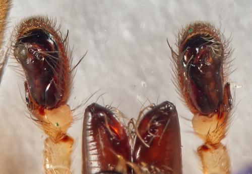 Réf. 323 015 : Clubiona terrestris