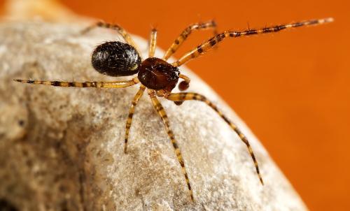 Theridion mystaceum
