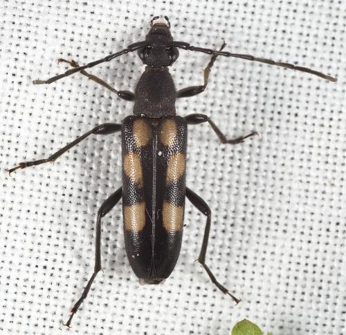 Réf. 323 786 : Anoplodera sexguttata