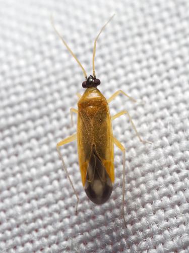 Réf. 323 785 : Phylus melanocephalus