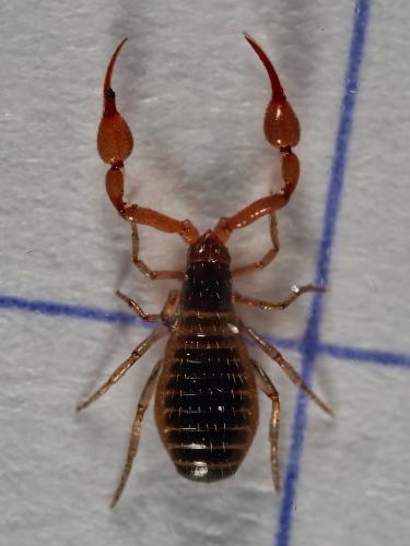 Neobisium sp.