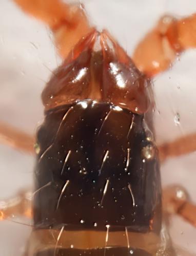Neobisium sp.