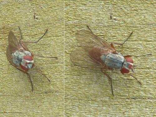 Pegomya sp.