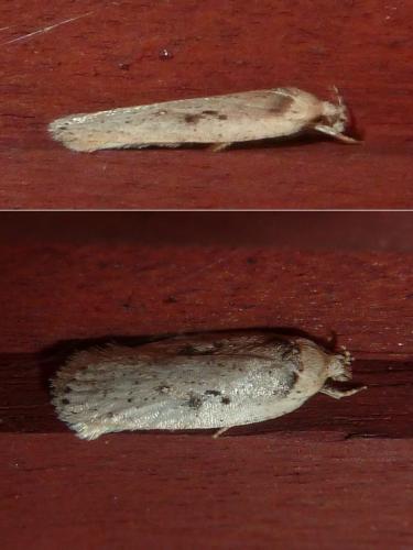Réf. 323 000 : Agonopterix yeatiana
