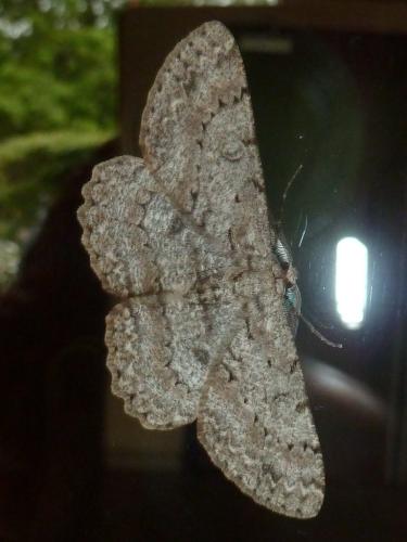 Réf. 323 002 : Hypomecis punctinalis