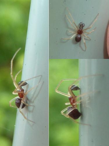 Neottiura bimaculata