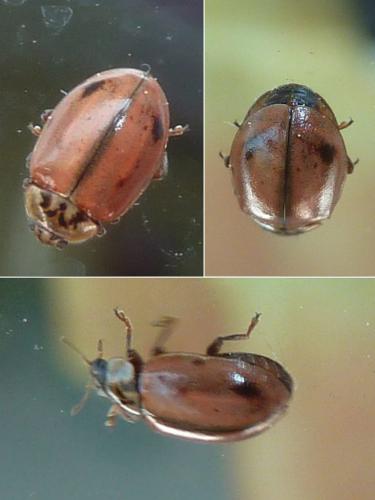 Aphidecta obliterata