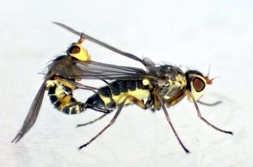 Phytomyza rufipes