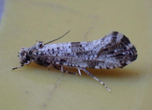 Morophaga choragella