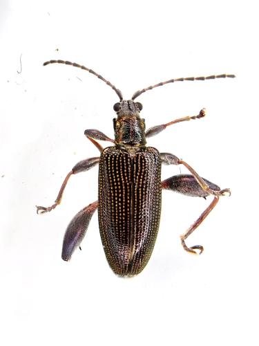 Donacia versicolorea