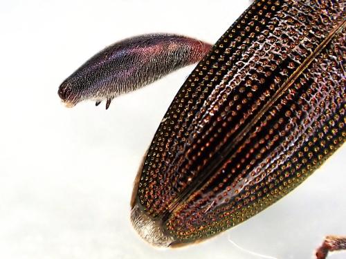 Donacia versicolorea