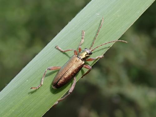 Donacia clavipes