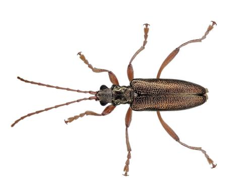 Donacia clavipes