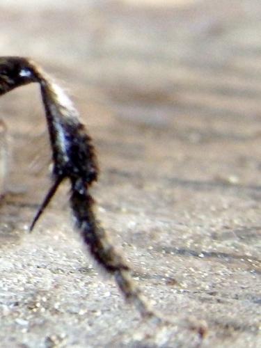 Melecta albifrons