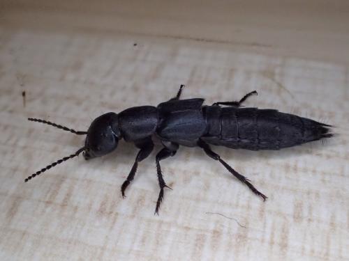 Ocypus ophthalmicus