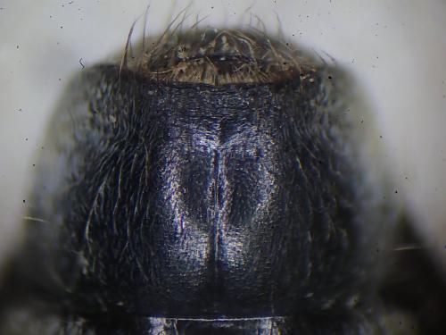 Réf. 323 212 : Stenostola ferrea