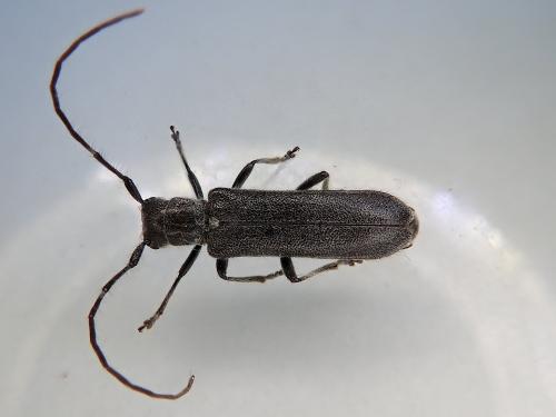 Réf. 323 210 : Stenostola ferrea