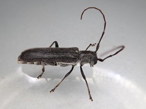 Réf. 323 211 : Stenostola ferrea