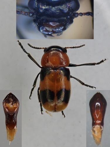 Réf. 323 261 : Coptocephala unifasciata