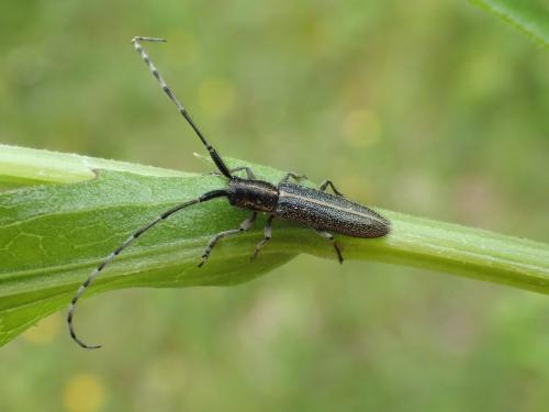 Agapanthia sp.