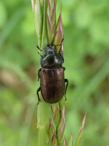 Platycerus sp.