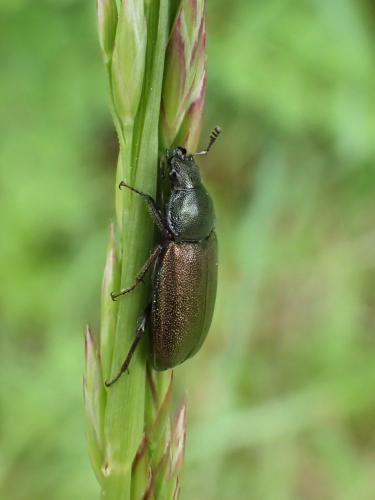 Platycerus sp.