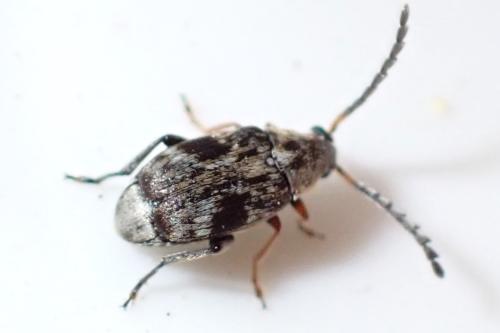 Bruchinae