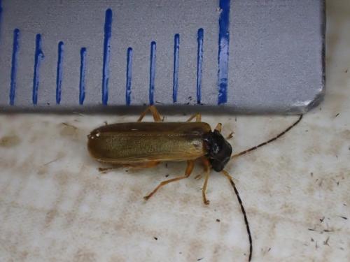 Rhagonycha sp.