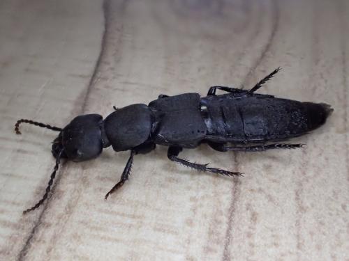 Réf. 323 687 : Ocypus sp.