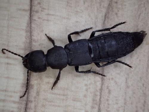Ocypus sp.
