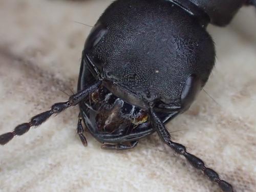 Réf. 323 688 : Ocypus sp.