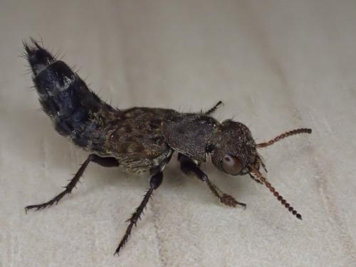 Ontholestes murinus