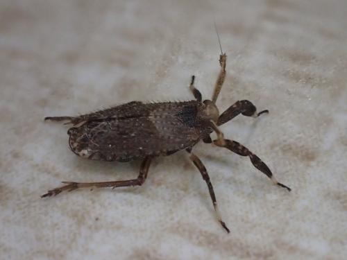 Réf. 323 881 : Asiraca clavicornis