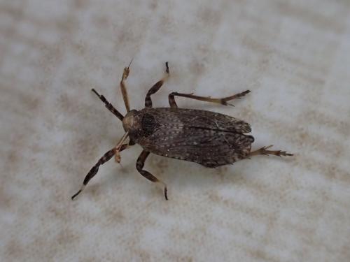 Réf. 323 882 : Asiraca clavicornis