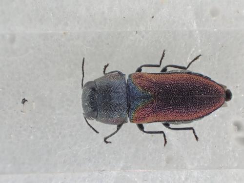 Anthaxia parallela