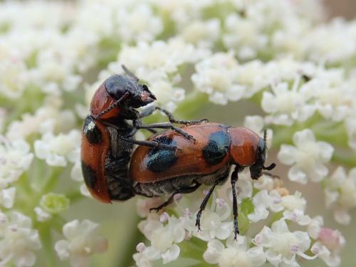 Réf. 323 263 : Coptocephala unifasciata