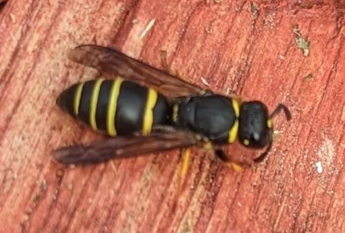 Réf. 323 165 : Eumeninae inconnu