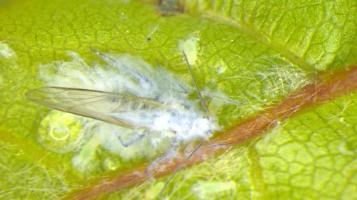 Réf. 323 420 : Phyllaphis fagi