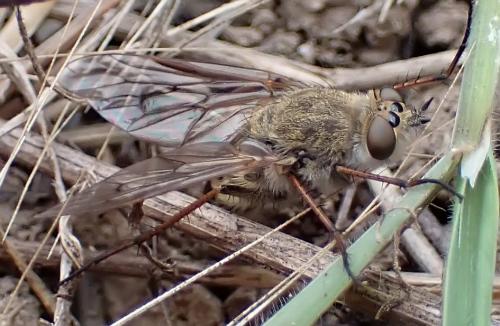 Thereva sp.