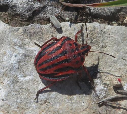 Réf. 323 453 : Graphosoma semipunctatum
