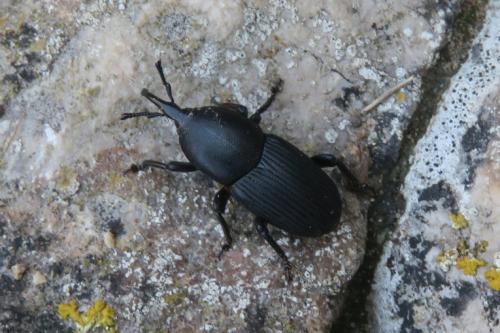 Scyphophorus acupunctatus