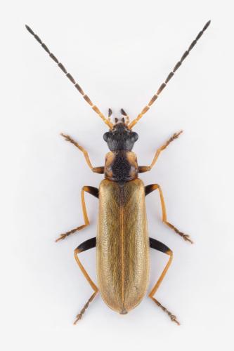 Réf. 323 993 : Rhagonycha nigriventris