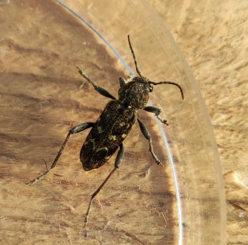 Réf. 323 416 : Xylotrechus rusticus